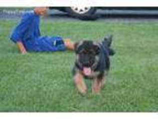 German Shepherd Dog Puppy for sale in Des Plaines, IL, USA