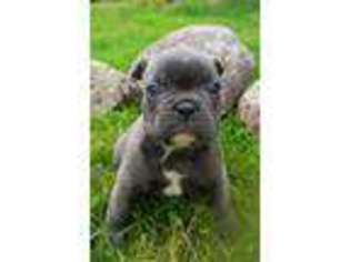 French Bulldog Puppy for sale in Greenville, MI, USA
