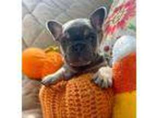 French Bulldog Puppy for sale in Caldwell, OH, USA