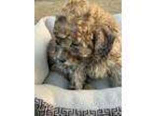 Mutt Puppy for sale in Crane Hill, AL, USA