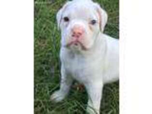 Boxer Puppy for sale in Oglethorpe, GA, USA