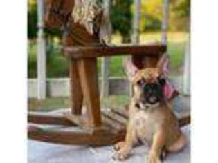 Bulldog Puppy for sale in Harrisonville, MO, USA