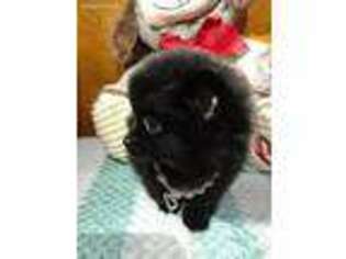 Pomeranian Puppy for sale in Madison, MS, USA