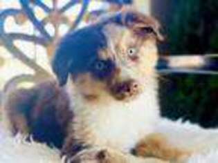 Miniature Australian Shepherd Puppy for sale in Augusta, GA, USA