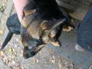 German Shepherd Dog Puppy for sale in WATERBURY, CT, USA