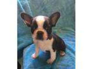 French Bulldog Puppy for sale in Los Fresnos, TX, USA