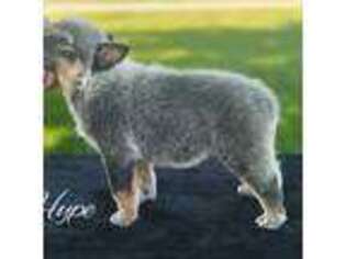 Australian Cattle Dog Puppy for sale in Chillicothe, MO, USA