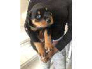 Rottweiler Puppy for sale in North Babylon, NY, USA