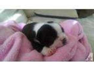 Boston Terrier Puppy for sale in OVIEDO, FL, USA