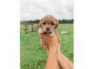 Mutt Puppy for sale in Perkiomenville, PA, USA