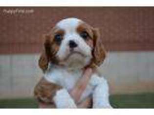 Cavalier King Charles Spaniel Puppy for sale in Chickasha, OK, USA