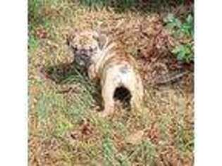 Bulldog Puppy for sale in Green Forest, AR, USA