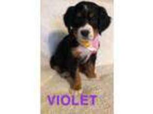Bernese Mountain Dog Puppy for sale in Latrobe, PA, USA