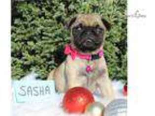 Pug Puppy for sale in Harrisburg, PA, USA