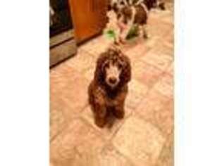 Mutt Puppy for sale in Rittman, OH, USA