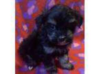 Yorkshire Terrier Puppy for sale in Eden, MD, USA
