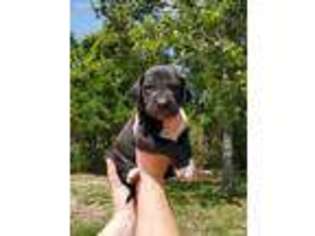 Great Dane Puppy for sale in Spring Hill, FL, USA