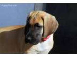 Great Dane Puppy for sale in Cape Coral, FL, USA