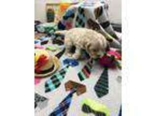 Cocker Spaniel Puppy for sale in Bangs, TX, USA