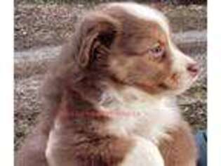 Miniature Australian Shepherd Puppy for sale in Norris City, IL, USA