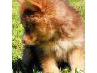 Mutt Puppy for sale in Gladstone, VA, USA