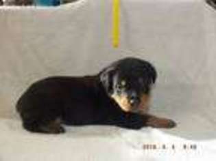 Rottweiler Puppy for sale in Meyersdale, PA, USA
