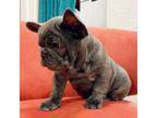French Bulldog Puppy for sale in Colorado Springs, CO, USA