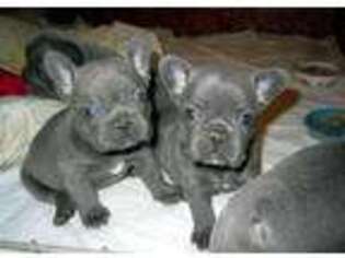 French Bulldog Puppy for sale in Moultrie, GA, USA