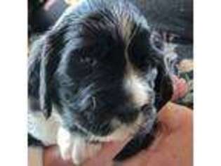 English Springer Spaniel Puppy for sale in Newcastle, CA, USA