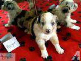 Miniature Australian Shepherd Puppy for sale in WICHITA, KS, USA