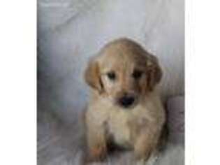 Golden Retriever Puppy for sale in Clifton, KS, USA