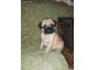Pug Puppy for sale in Brooklyn, NY, USA