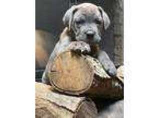 Cane Corso Puppy for sale in Orange, CT, USA