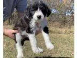 Border Collie Puppy for sale in Aubrey, TX, USA