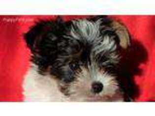 Biewer Terrier Puppy for sale in Stanwood, WA, USA