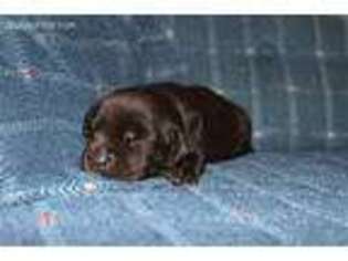 Labrador Retriever Puppy for sale in Berne, IN, USA
