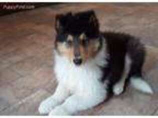 Collie Puppy for sale in Saugerties, NY, USA