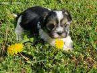 Mal-Shi Puppy for sale in Rock Hill, SC, USA