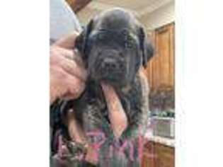 Mastiff Puppy for sale in Calhoun, GA, USA