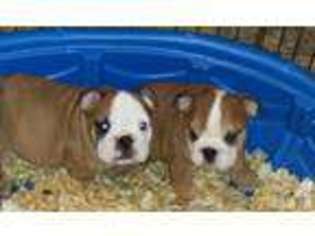 Bulldog Puppy for sale in ORLANDO, FL, USA