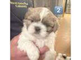 Mutt Puppy for sale in West Monroe, LA, USA