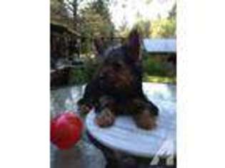 Yorkshire Terrier Puppy for sale in GRANTS PASS, OR, USA