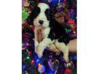 English Springer Spaniel Puppy for sale in Waynesboro, GA, USA