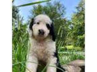 Mutt Puppy for sale in Boston, KY, USA