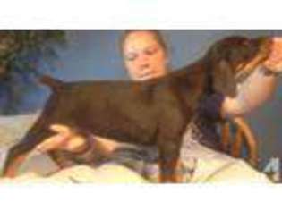 Doberman Pinscher Puppy for sale in PIEDMONT, OK, USA