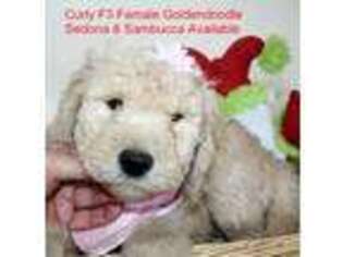 Goldendoodle Puppy for sale in Flemington, NJ, USA