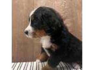 Bernese Mountain Dog Puppy for sale in Atwater, CA, USA