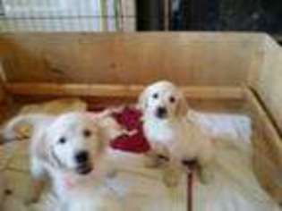 Golden Retriever Puppy for sale in New Windsor, NY, USA