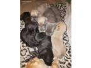 Cane Corso Puppy for sale in Belleville, MI, USA