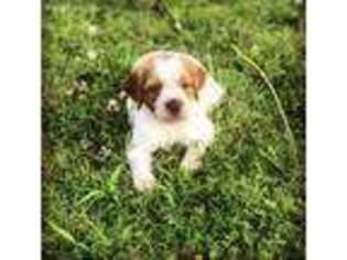 Brittany Puppy for sale in Claremore, OK, USA